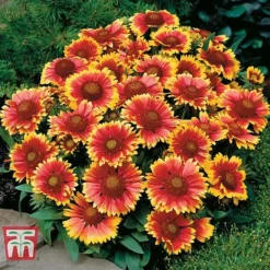 Gaillardia Aristata 'Arizona Sun' -Plants Sales Store GAIL T64144 D