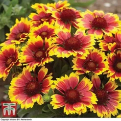 Gaillardia Aristata 'Arizona Sun' -Plants Sales Store GAIL T64144 E