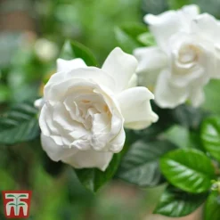Gardenia 'Deluxe' -Plants Sales Store GARD TKA2913 B