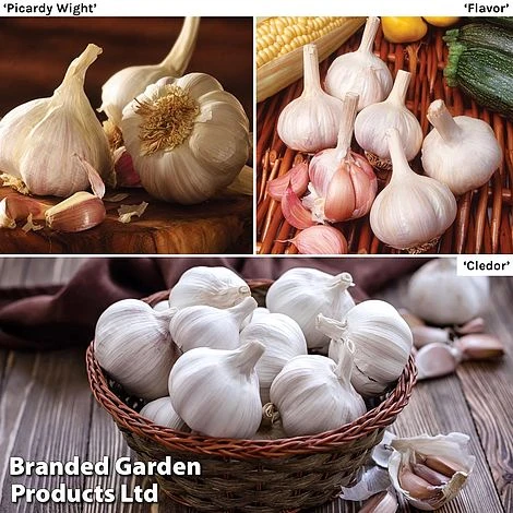 Garlic Lovers Collection (Spring Planting) 1 Garlic Lovers Collection (Spring Planting)