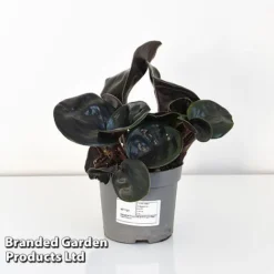 Geogenanthus Ciliatus 'Midnight Pearl' -Plants Sales Store GEOG MIDNI13CM T44492