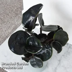 Geogenanthus Ciliatus 'Midnight Pearl' -Plants Sales Store GEOG MIDNIGHTP T44495