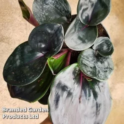 Geogenanthus Ciliatus 'Midnight Pearl' -Plants Sales Store GEOG MIDNIGHTP WKF1191