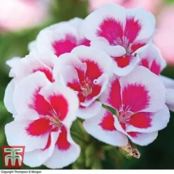 Geranium 'Flower Fairy Splash' Duo -Plants Sales Store GERA KB2797 C
