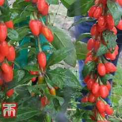 Goji Berry 'Big Lifeberry'