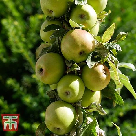 Apple 'Golden Delicious' 2 Apple 'Golden Delicious' - Image 2