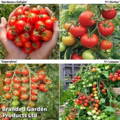 Tomato Collection (Grafted)