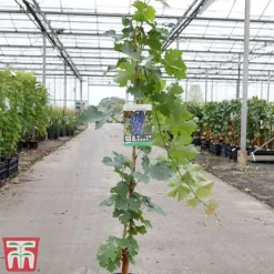 Grape 'Cabernet Sauvignon' 5 Grape 'Cabernet Sauvignon' -Plants Sales Store GRAP TKA3700 A