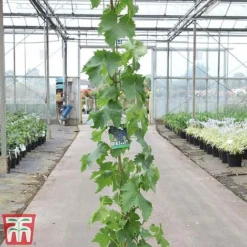 Grape 'Muscat Hamburg' -Plants Sales Store GRAP TKA3708 A