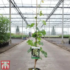 Grape 'Muscat Of Alexandria' -Plants Sales Store GRAP TKA3710 A