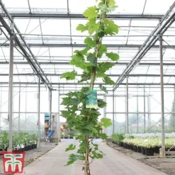 Grape 'Muscat Of Alexandria' -Plants Sales Store GRAP TKA3710 B