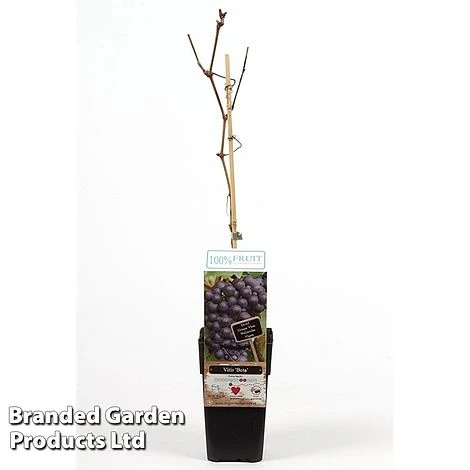 Grape 'Beta' 1 Grape 'Beta'