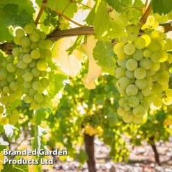 Grape 'Trio Mix' -Plants Sales Store GRAP SAUVIGNON W509912