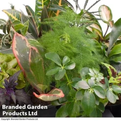 Green Houseplant Starter Mix 15 Green Houseplant Starter Mix -Plants Sales Store GREE HOUS KF0875 A