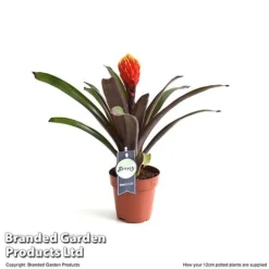 Guzmania 'Tala' -Plants Sales Store GUZM TALA12CM T49236