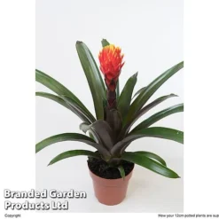 Guzmania 'Tala' -Plants Sales Store GUZM TALA12CM W48356