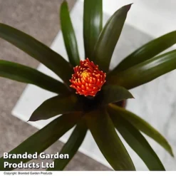 Guzmania 'Tala' -Plants Sales Store GUZM TALA T49242