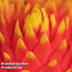 Guzmania 'Tala' -Plants Sales Store GUZM TALA W48354