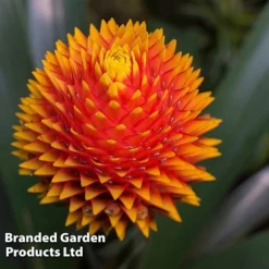Guzmania 'Tala' -Plants Sales Store GUZM TALA W48355