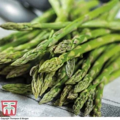 Asparagus Collection (Spring Planting) -Plants Sales Store Gijnlim Asparagus2