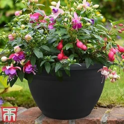 Fuchsia Trailing Pre-Planted Basket -Plants Sales Store HABA WKA9811 A1