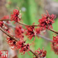 Hamamelis X Intermedia 'Diane'