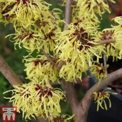 Hamamelis X Intermedia 'Pallida' -Plants Sales Store HAMA TKA1915 A