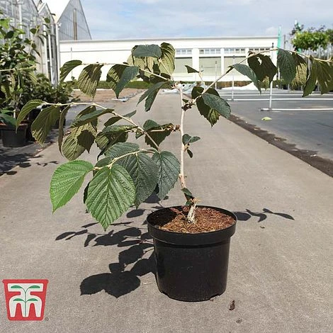 Hamamelis × Intermedia 'Böhlje's Feuerzauber' 2 Hamamelis × Intermedia 'Böhlje's Feuerzauber' - Image 2