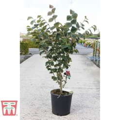 Hamamelis × Intermedia 'Böhlje's Feuerzauber' 5 Hamamelis × Intermedia 'Böhlje's Feuerzauber' -Plants Sales Store HAMA TKA3140 B