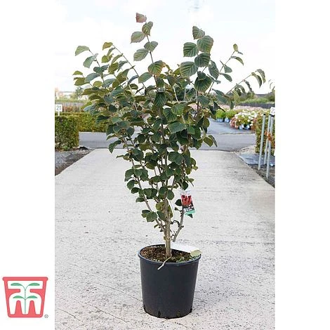 Hamamelis × Intermedia 'Böhlje's Feuerzauber' 3 Hamamelis × Intermedia 'Böhlje's Feuerzauber' - Image 3