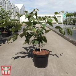 Hamamelis X Intermedia 'Orange Beauty' -Plants Sales Store HAMA TKA3148 A