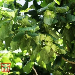 Corylus Avellana (Hedging) -Plants Sales Store HAZE KB3244 A