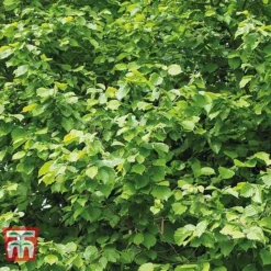 Corylus Avellana (Hedging) -Plants Sales Store HAZE KB3244 B