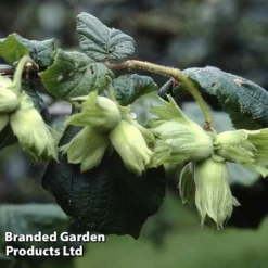 Hazelnut 'Cosford' (Filbert)