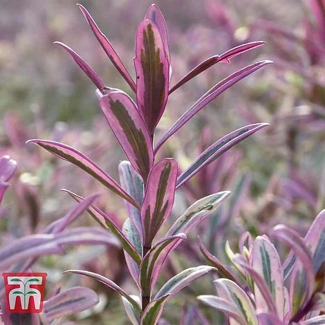 Hebe 'Heartbreaker' 3 Hebe 'Heartbreaker' - Image 3