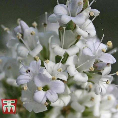 Hebe 'Baby Marie' 2 Hebe 'Baby Marie' - Image 2