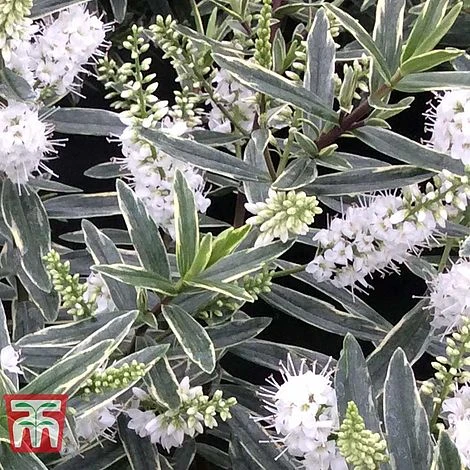 Hebe 'Starlight' 1 Hebe 'Starlight'