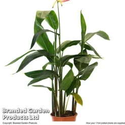 Heliconia Psittacorum 'Hawaii' -Plants Sales Store HELI HAWAI17CM T48007