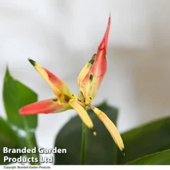Heliconia Psittacorum 'Hawaii' -Plants Sales Store HELI HAWAII T48009