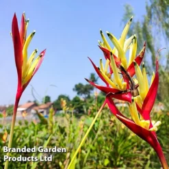 Heliconia Psittacorum 'Hawaii' -Plants Sales Store HELI HAWAII W45411