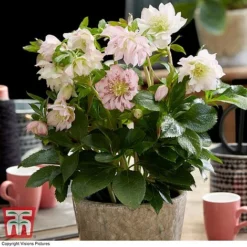 Hellebore 'Double Ellen Pink' -Plants Sales Store HELL KB3455 A