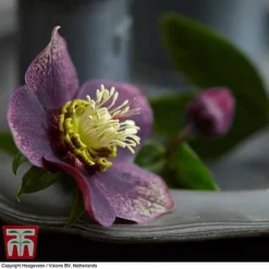 Hellebore 'Hello Ruby' -Plants Sales Store HELL KB3465 C