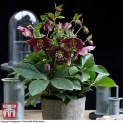 Hellebore 'Hello Ruby' -Plants Sales Store HELL KB3465 D