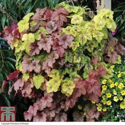 Heucherella 'Trailing Trio'