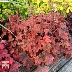 Heucherella 'Trailing Trio' -Plants Sales Store HEUC T47575 C