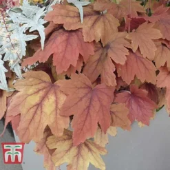 Heucherella 'Trailing Trio' -Plants Sales Store HEUC T47575 D