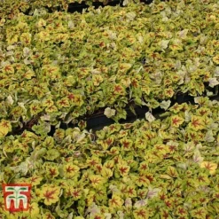 Heucherella 'Trailing Trio' -Plants Sales Store HEUC T47575 E