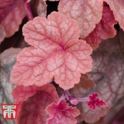 Heucherella 'Trailing Trio' -Plants Sales Store HEUC T47575 F
