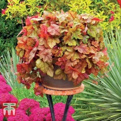 Heucherella 'Trailing Trio' -Plants Sales Store HEUC T47575 G