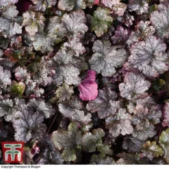 Heuchera 'Plum Pudding' -Plants Sales Store HEUCPLUM T28600 A1